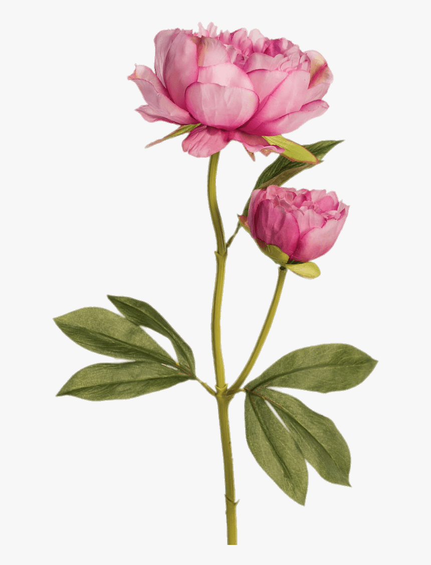 Two Pink Peonies - Drawing Of Peony With Stem, HD Png Download, Free Download