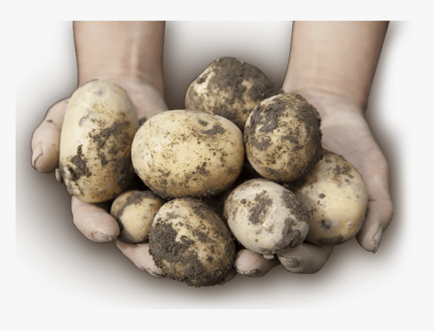 Transparent Sack Of Potatoes Png - Kartoffelsorte Mit Viel Stärke, Png Download, Free Download