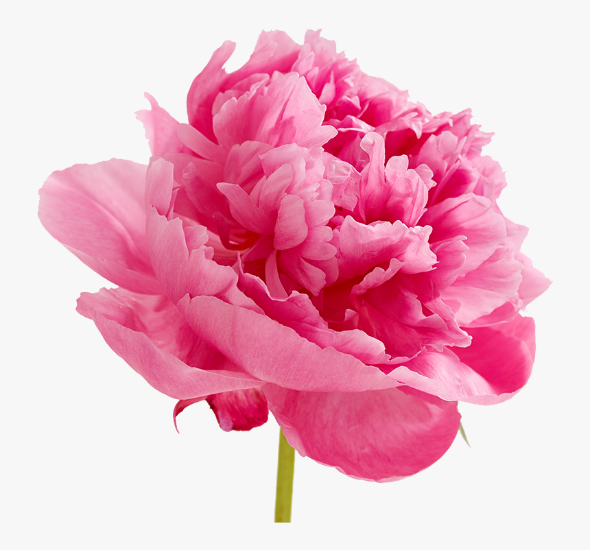 Download Peonies Png Image - Peonies Png, Transparent Png, Free Download