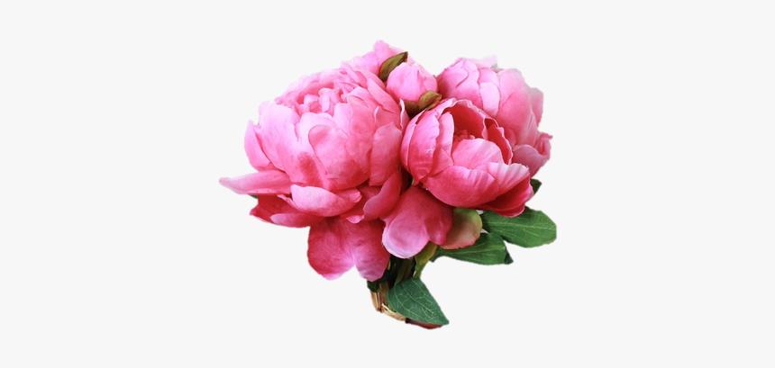 Clip Art Silk In Hot Pink - Hot Pink Peony, HD Png Download, Free Download