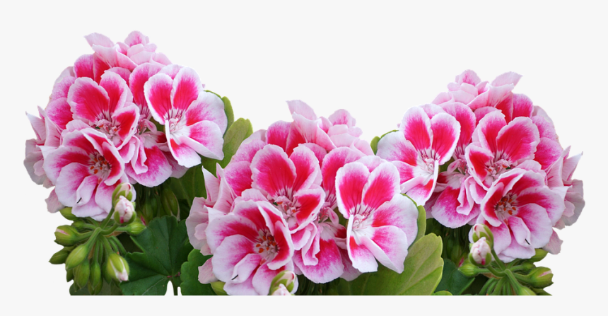 Flower,flowering Peony,common Peony,geranium,pink Flowers,annual - Geranium Png, Transparent Png, Free Download