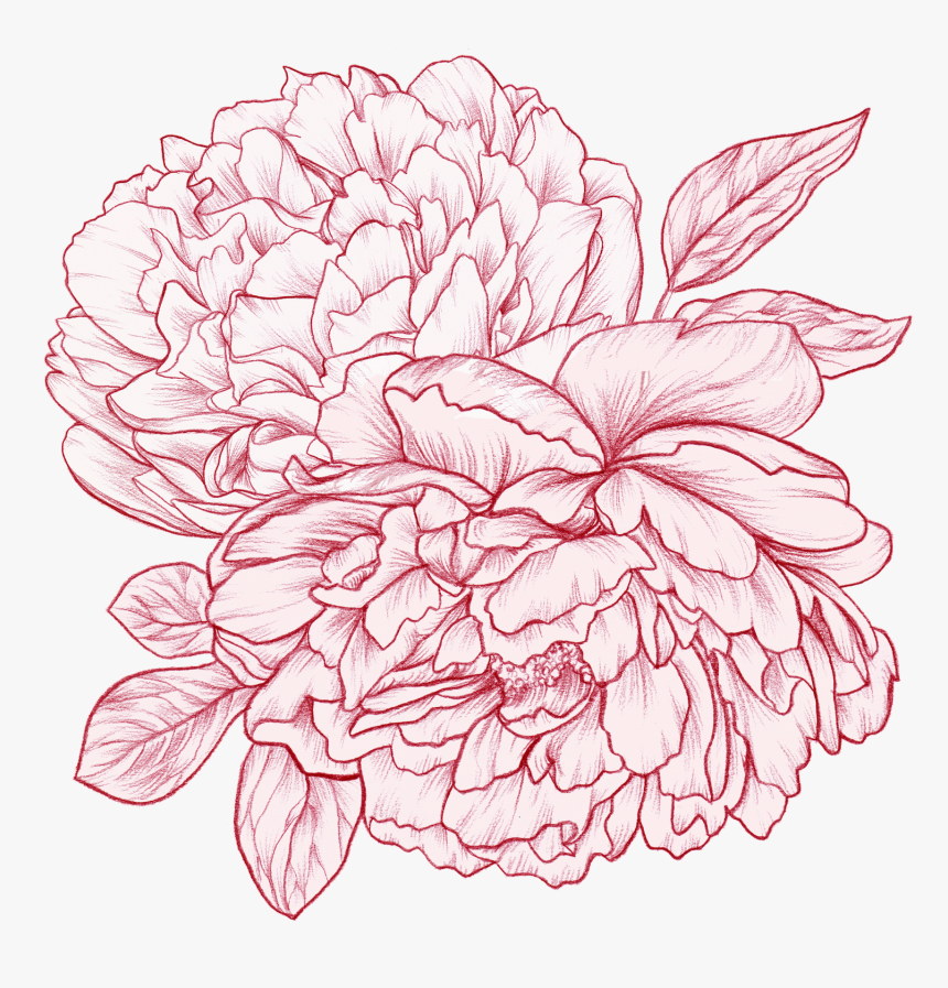 "pink Peony - Chrysanths, HD Png Download, Free Download
