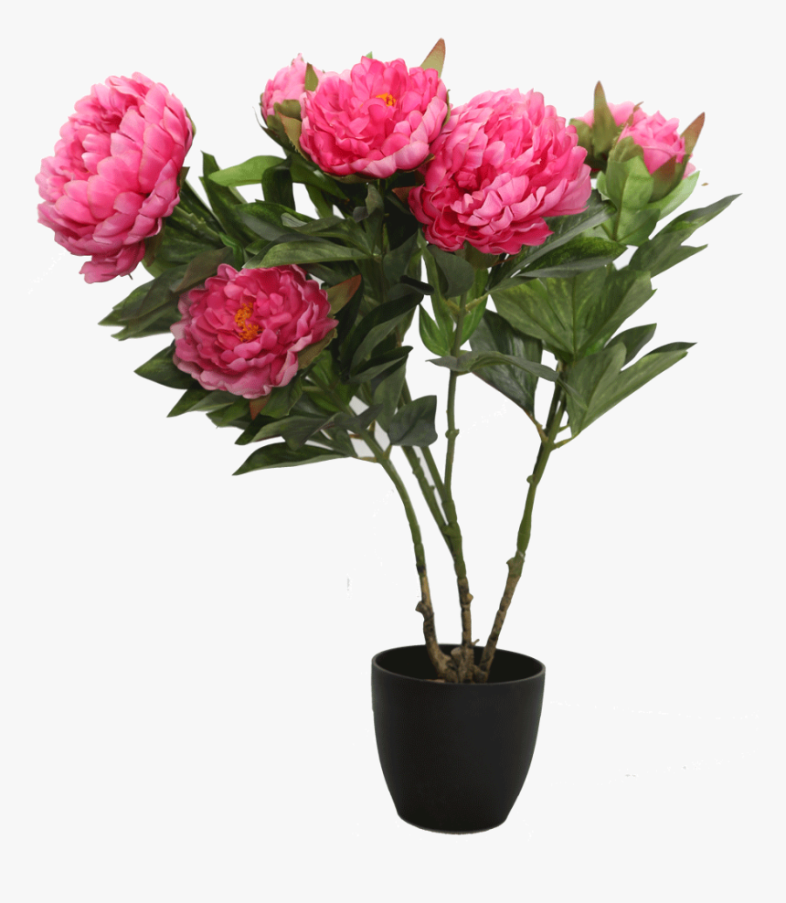 Transparent Peony Png - Common Peony, Png Download, Free Download