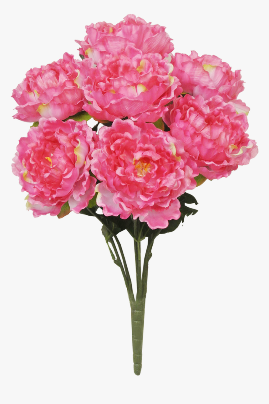 22 - Common Peony, HD Png Download, Free Download