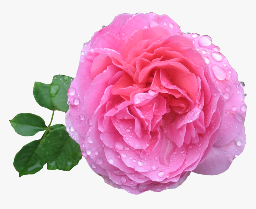 Pink Rose Png Hd - Rose Image Hd Png, Transparent Png, Free Download