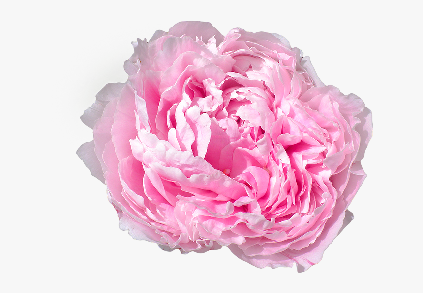 Transparent Pink Peony - Pink Peony Png, Png Download, Free Download