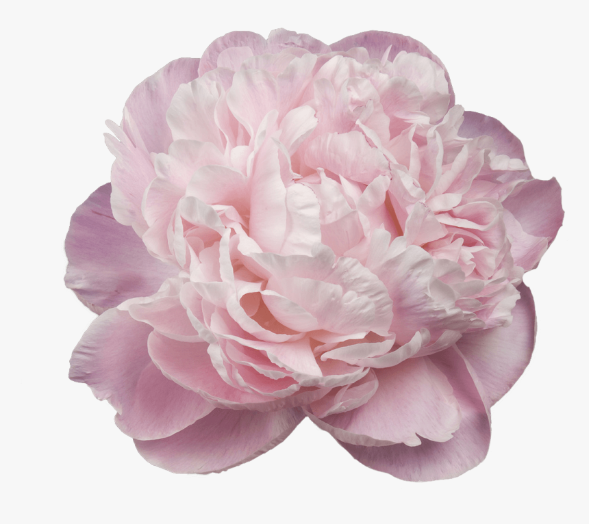 Transparent Peonies Clipart - Paeonia Nick Shaylor, HD Png Download, Free Download