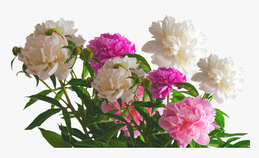 Peony, Roses, Spring, Blossom, Bloom, Flower, Nature - Bloom Flower Png, Transparent Png, Free Download