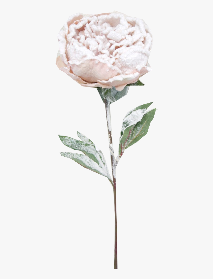 Snow Frosted Pink Peony Stem - Garden Roses, HD Png Download, Free Download