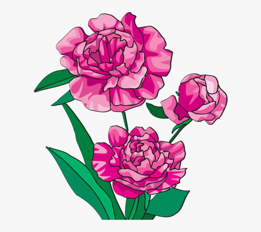 Peony Clipart - Clipart Peony, HD Png Download, Free Download