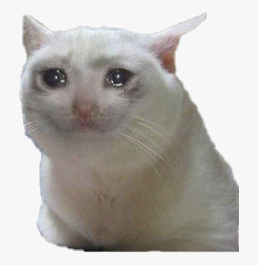  sadcat meme memes sad Cat Crying Cat Meme Gif HD Png Download 