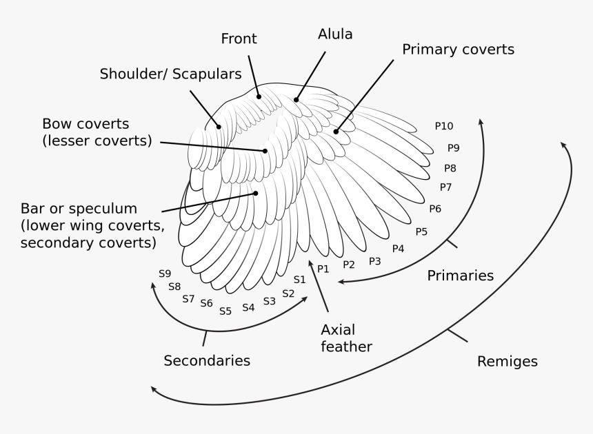 Wing Wiki - Feather - Covert Feathers, HD Png Download, Free Download