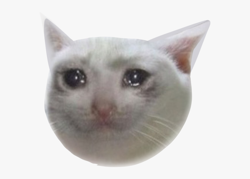 Cryingcat 181 Kb - Crying Cat Meme Png, Transparent Png, Free Download