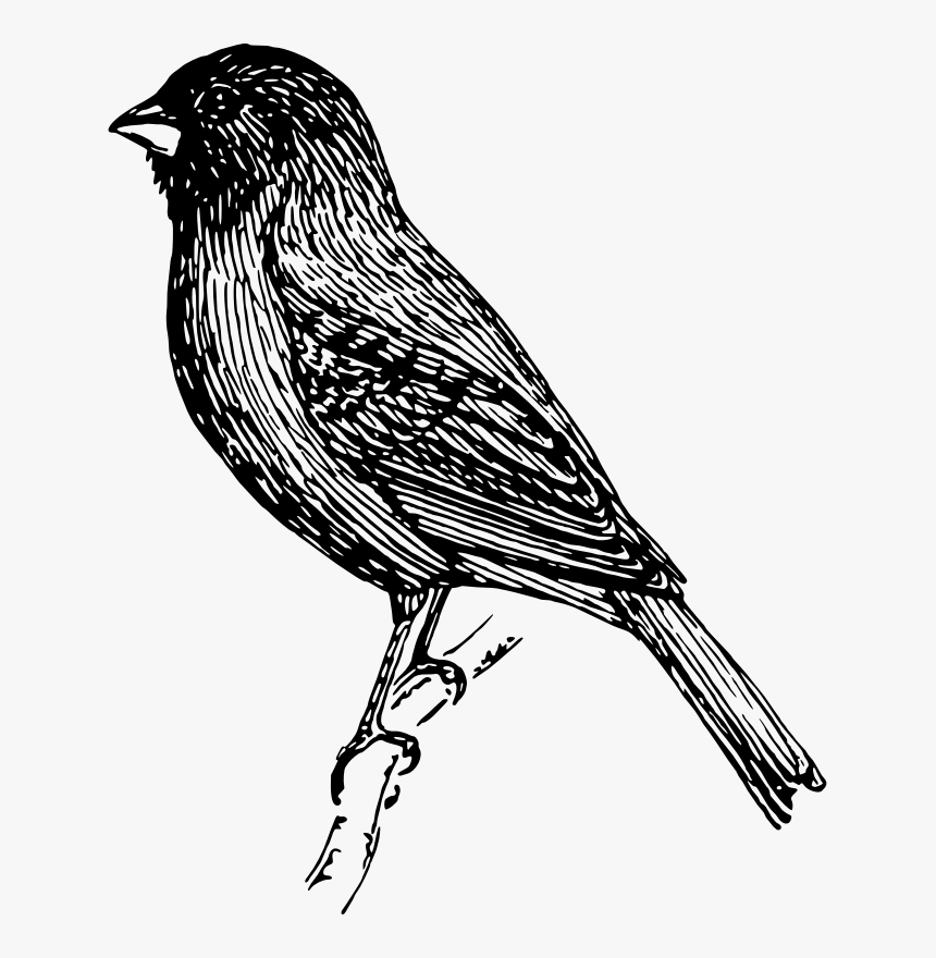 Line Drawing Of Finch, HD Png Download, Free Download