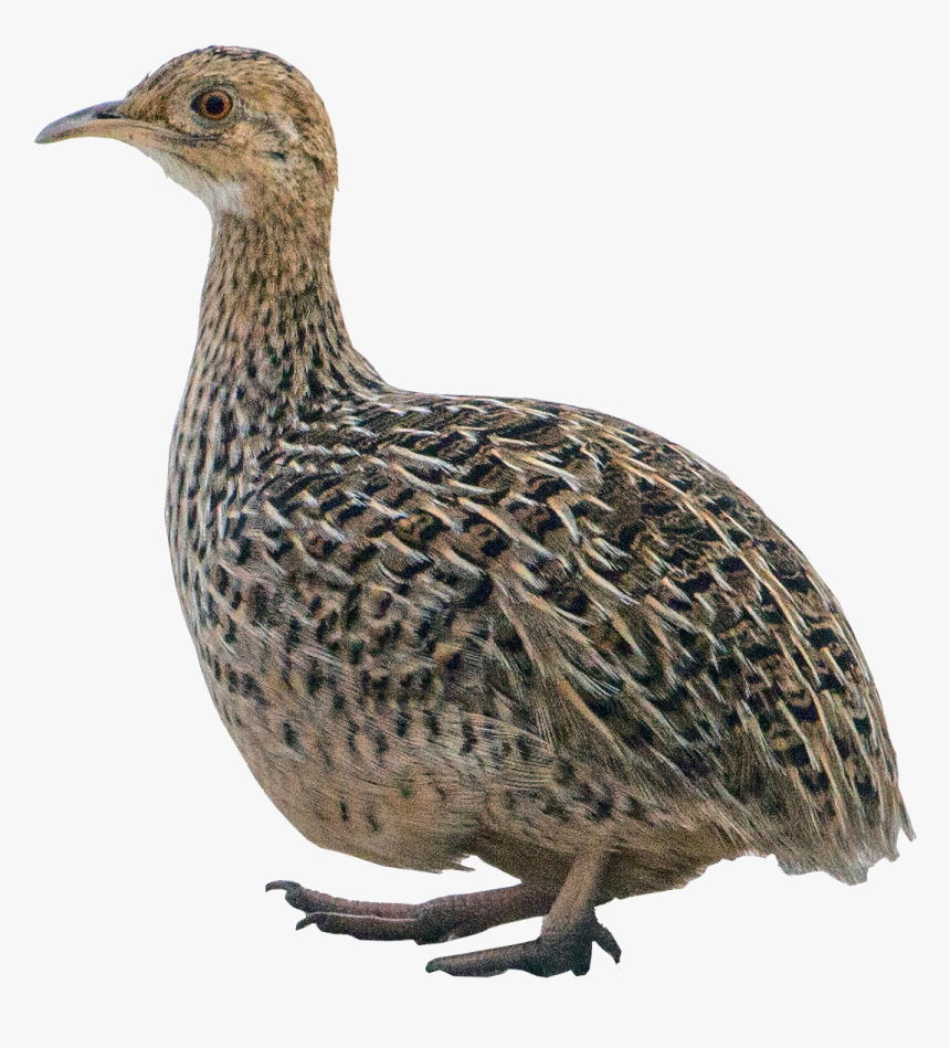 All Birds Wiki - Tinamou Png, Transparent Png, Free Download