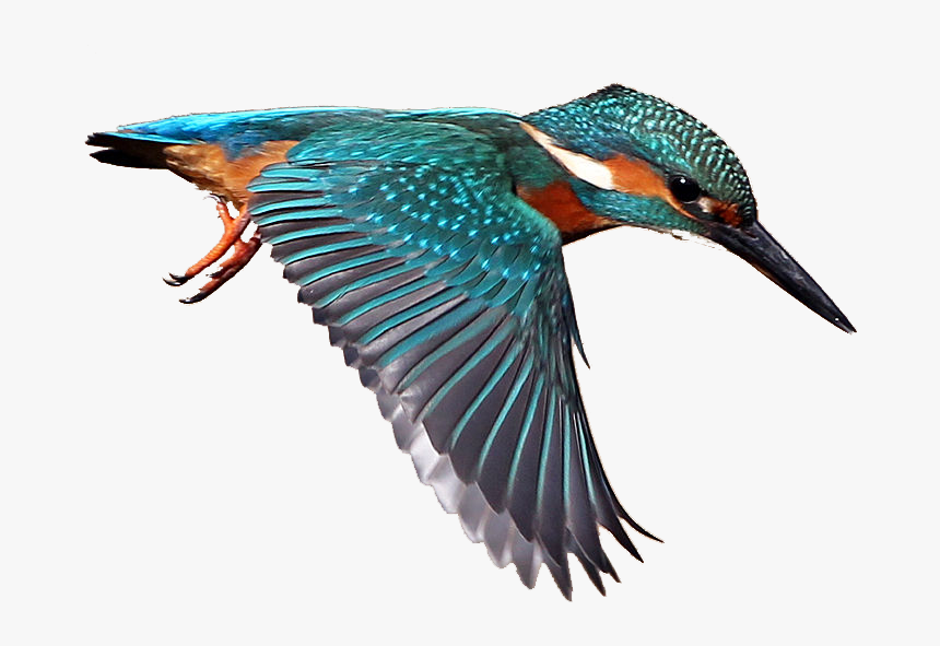 Transparent Bird - Kingfisher Png, Png Download, Free Download