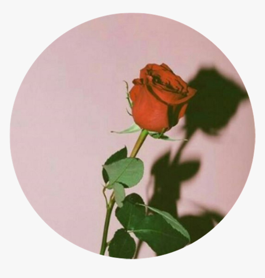 #rose #aesthetic #png #red #pink #circle, Transparent Png, Free Download
