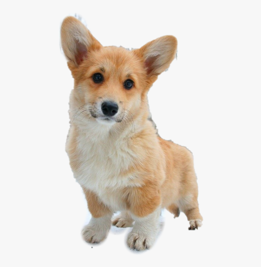 Pembroke Welsh Corgi Puppy Animal - Corgi Puppy Transparent Background, HD Png Download, Free Download