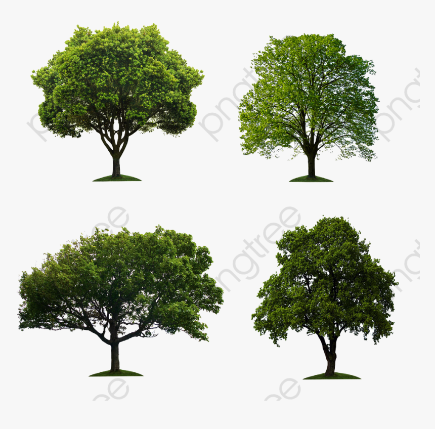 Banyan Tree Clipart , Transparent Cartoons, HD Png Download, Free Download