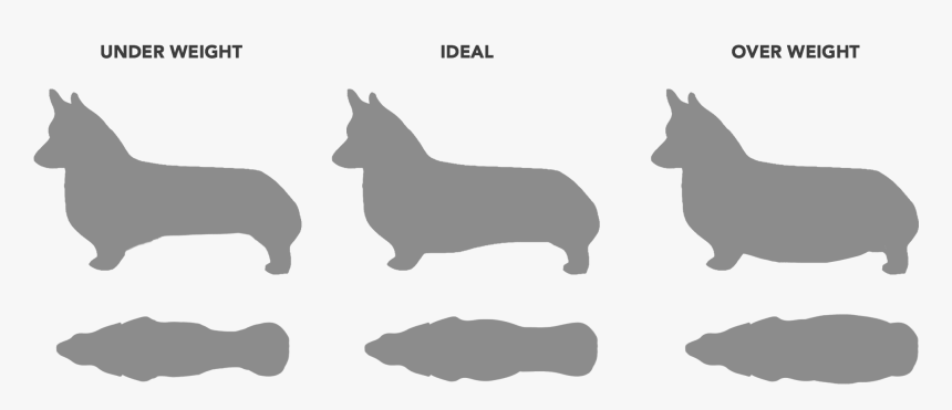 Weight Of A Corgi, HD Png Download, Free Download