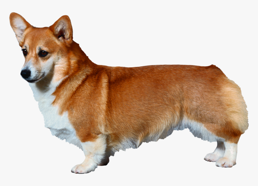 50292 - Pembroke Welsh Corgi Champion, HD Png Download, Free Download