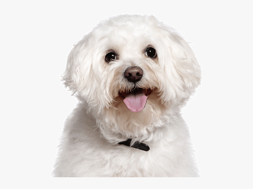 Clip Art Maltese Puppies Dogs Bichon - Pet Name Dog, HD Png Download, Free Download