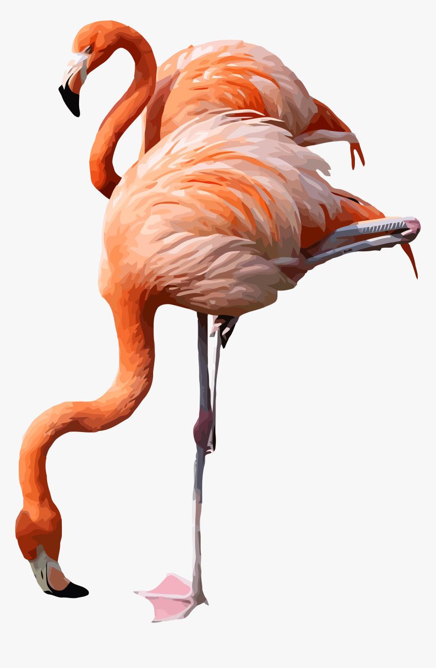 Flamingos Transparent Background, HD Png Download, Free Download