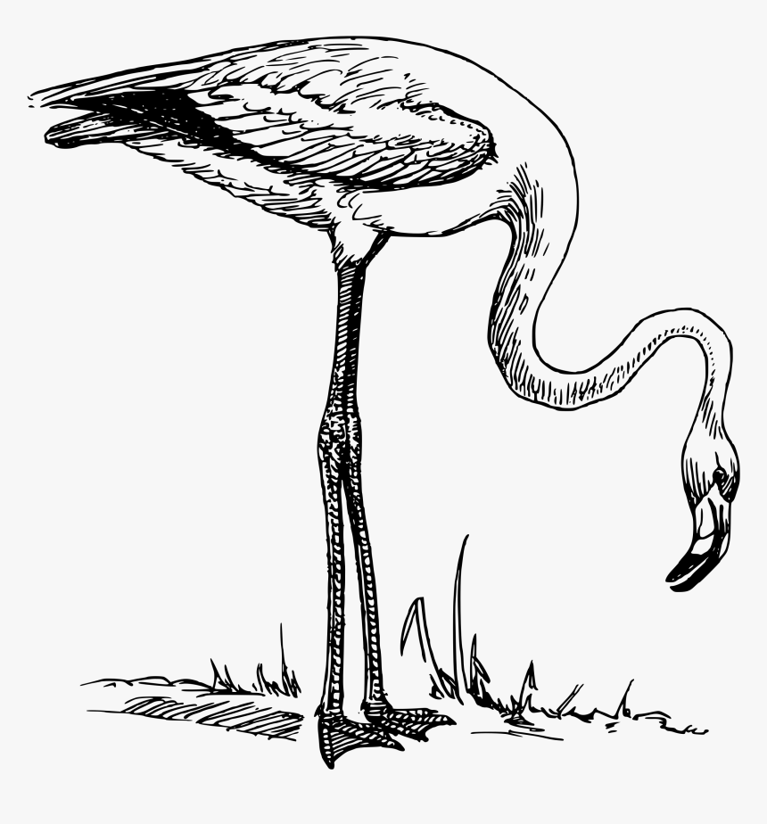 Flamingo Clip Arts - Clip Art Black And White Flamingo, HD Png Download, Free Download