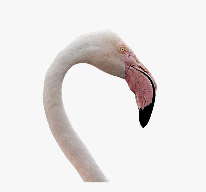 Flamingo, Water Bird, Bill, Pink, Bird, Pink Flamingo - Flamingo Close Up Png, Transparent Png, Free Download