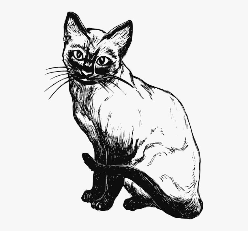 Siamese Cat, Feline, Pet, Sitting, Siamese, Kitty - Desenho De Gato Siames, HD Png Download, Free Download