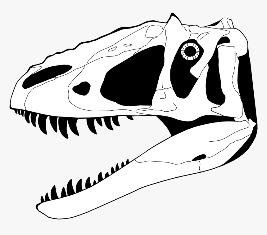 Dinosaur Skull Drawing / Choose from 7700+ dinosaur skull graphic