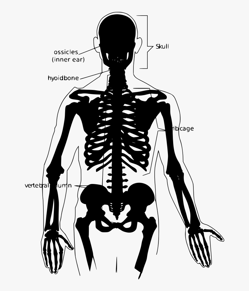 Transparent Human Skeleton Png - Human Skeleton No Labels, Png Download, Free Download