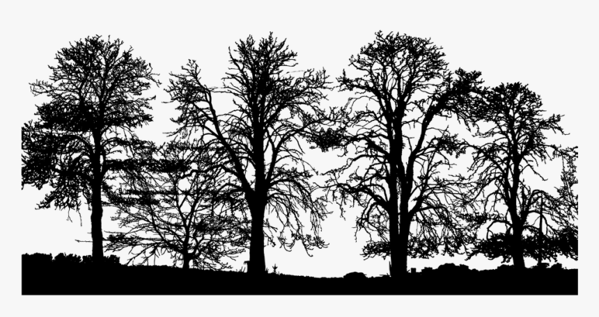 Forest Trees Silhouette Ecological Ecology - Trees Silhouette Png, Transparent Png, Free Download