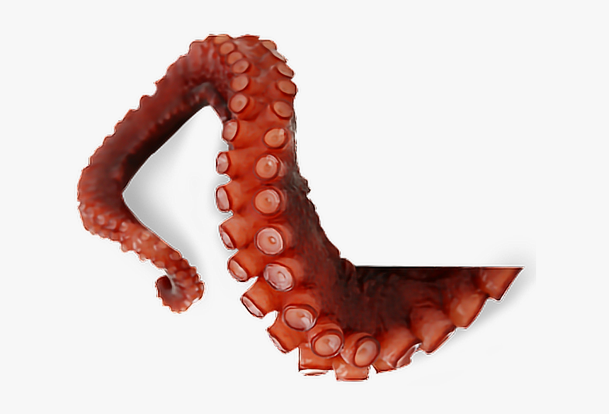 Octopus Tentacles Png Transparent Picture - Octopus Tentacle Png, Png Download, Free Download