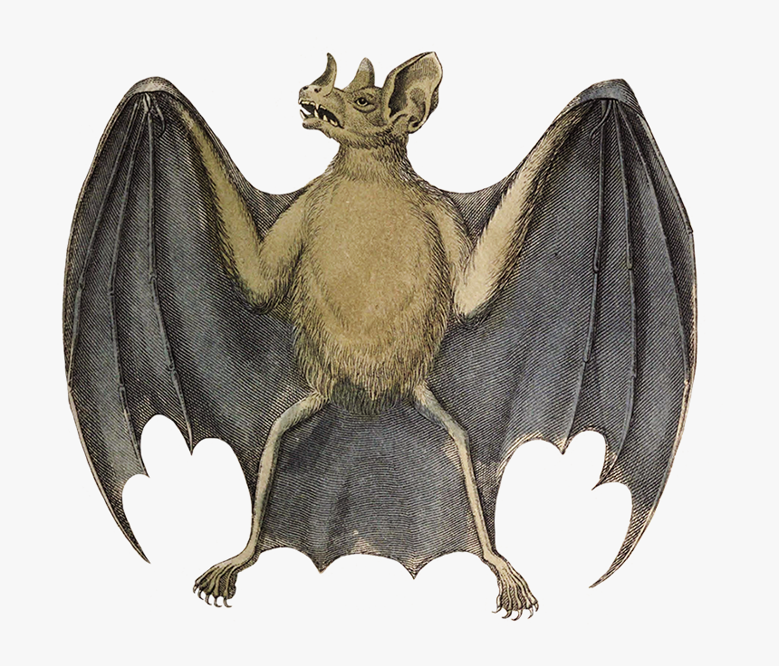 Common Vampire Bat Drawing - Drawing Vampire Bats, HD Png Download, Free Download