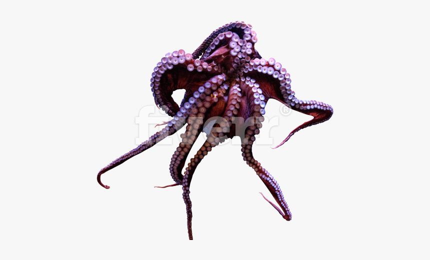 Octopus, HD Png Download, Free Download