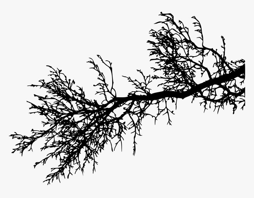 #freetoedit #tree #branch #silhouette #4trueartists - Pine Tree Branch Silhouette, HD Png Download, Free Download