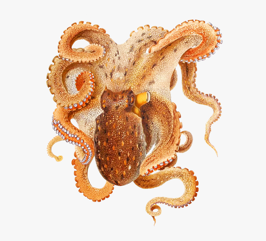 Beautiful Octopus Drawing - Octopus Intelligent, HD Png Download, Free Download