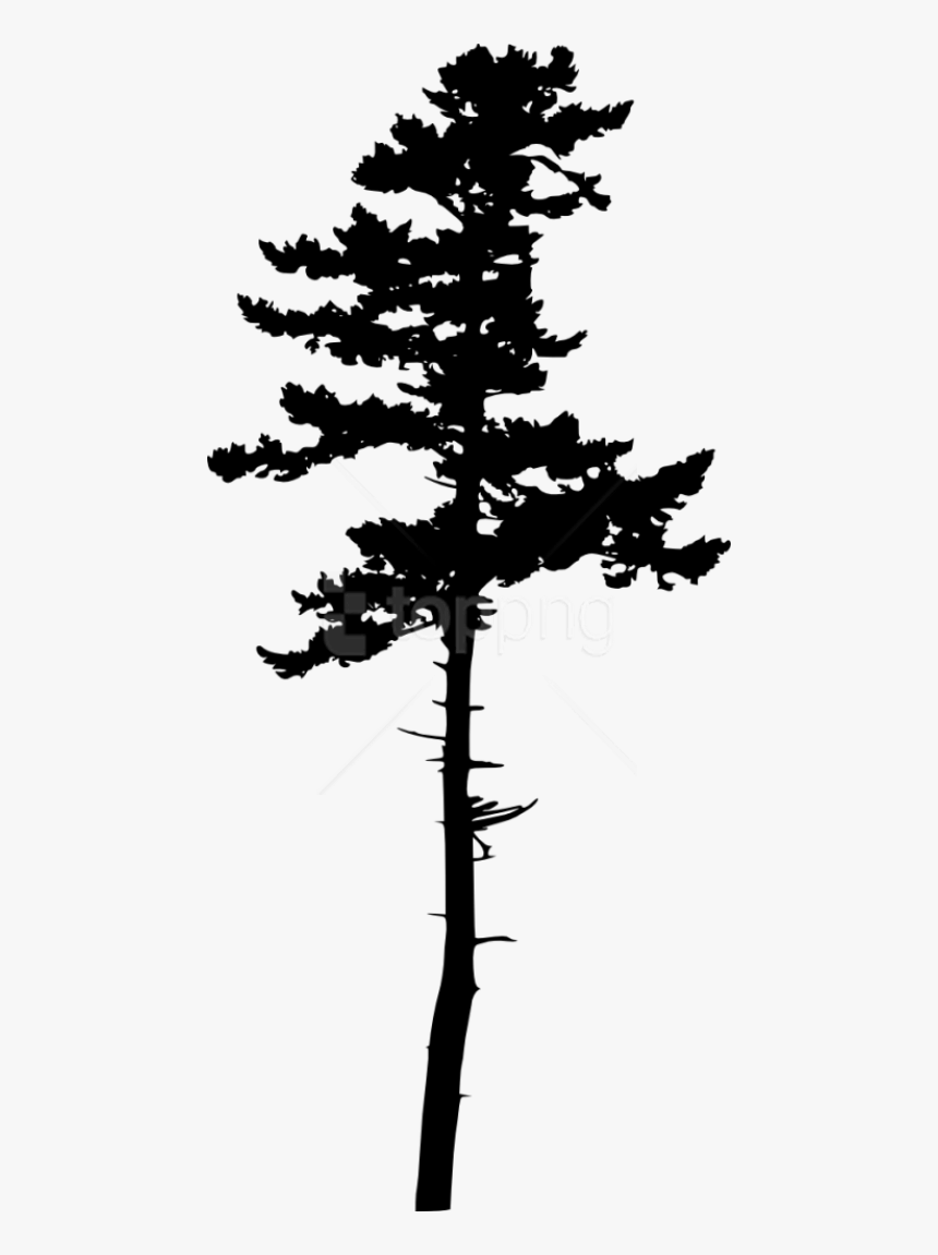 Transparent Tall Trees Silhouette, HD Png Download, Free Download