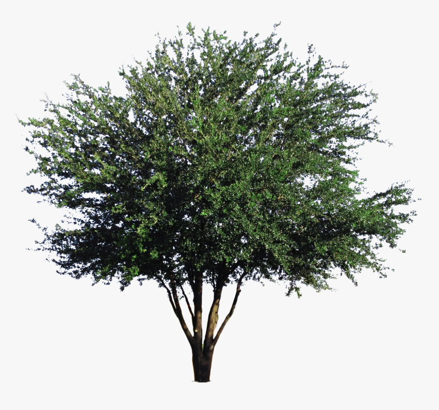 Transparent Live Oak Tree Png - Live Oak Png, Png Download, Free Download