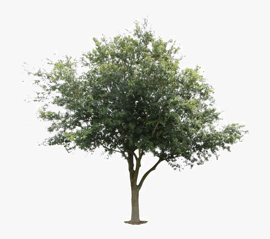 Live Oak Png - Transparent Deciduous Tree Png, Png Download, Free Download