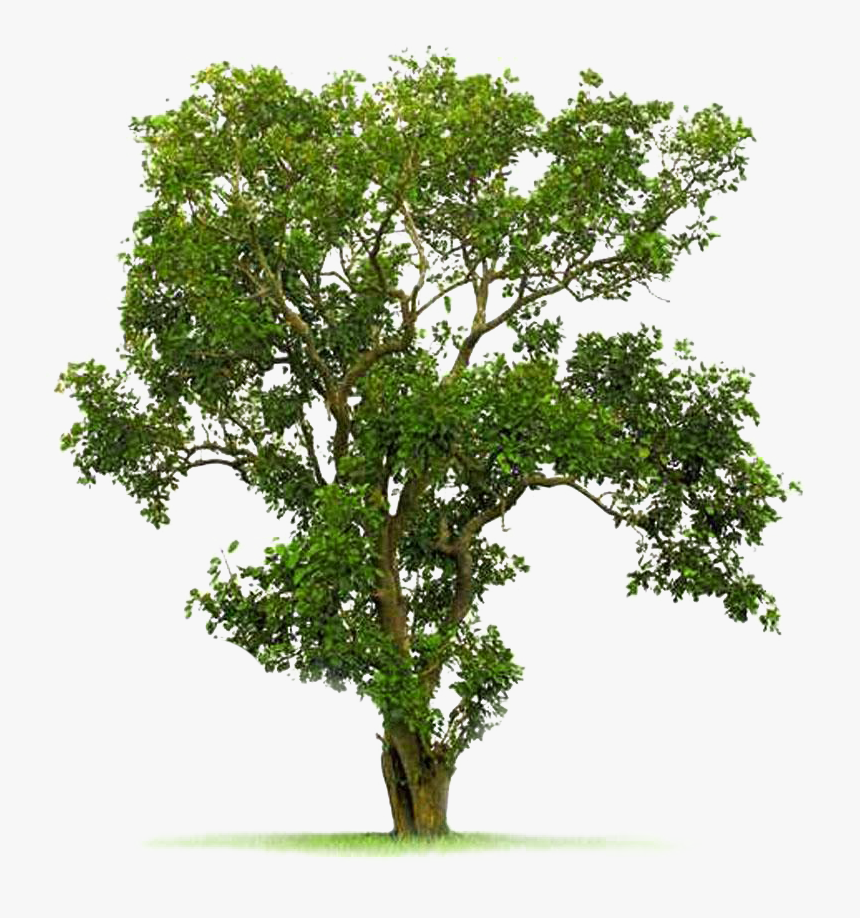 Transparent Live Oak Tree Png - Bodhi Tree Images Hd, Png Download, Free Download