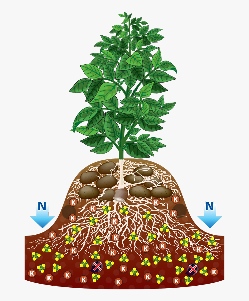 With Roots Clip Art - Potato Tree, HD Png Download, Free Download
