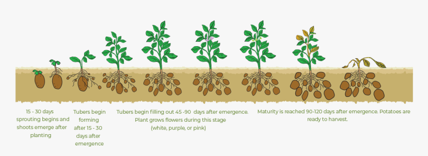 Kids Potato Growing, HD Png Download, Free Download