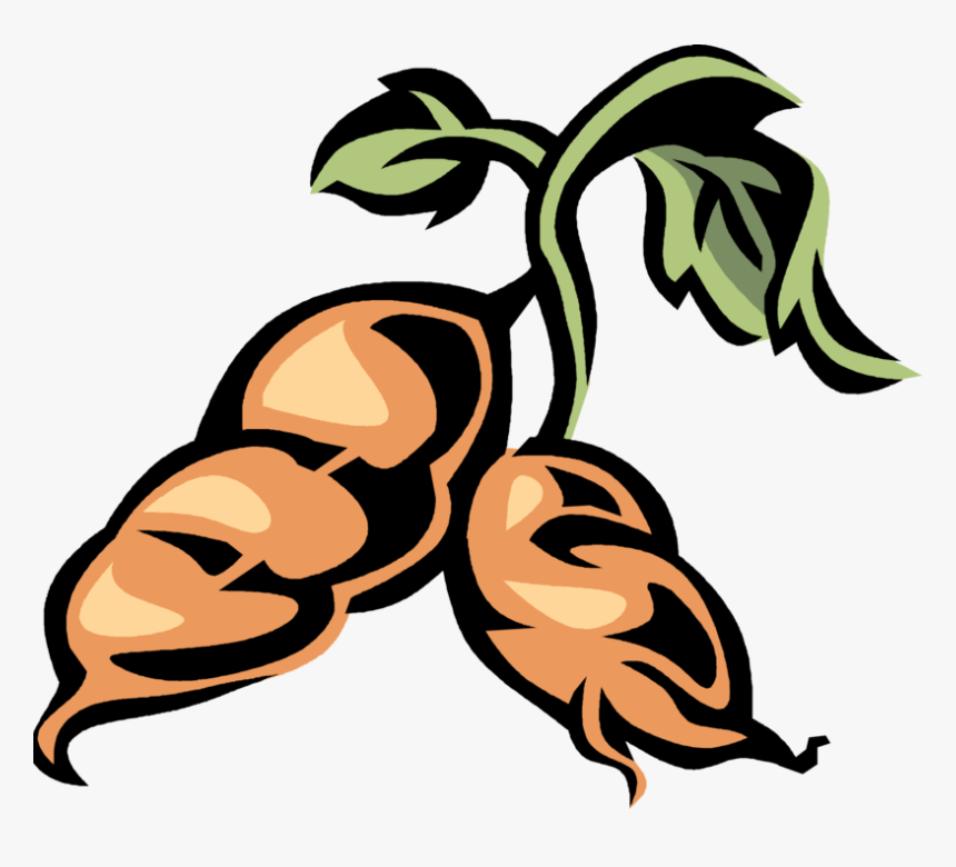Vector Illustration Of Sweet Potato Starchy Tuberous - Sweet Potato Clip Art, HD Png Download, Free Download