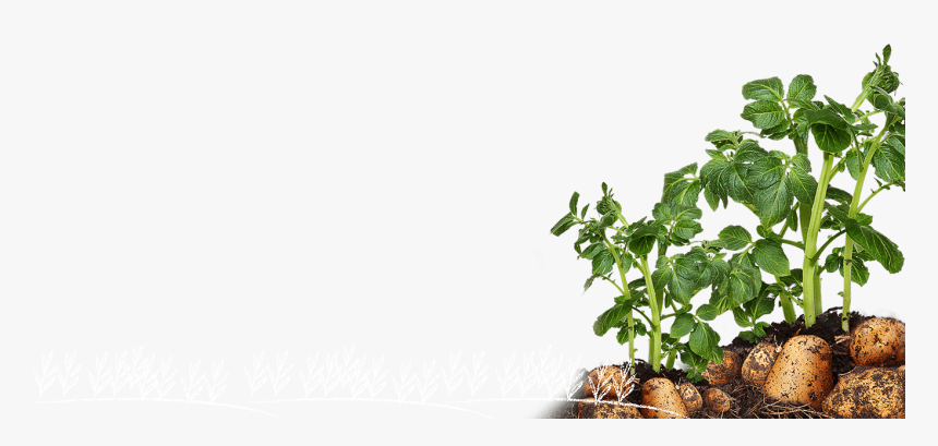 Potato Plant - Houseplant, HD Png Download, Free Download