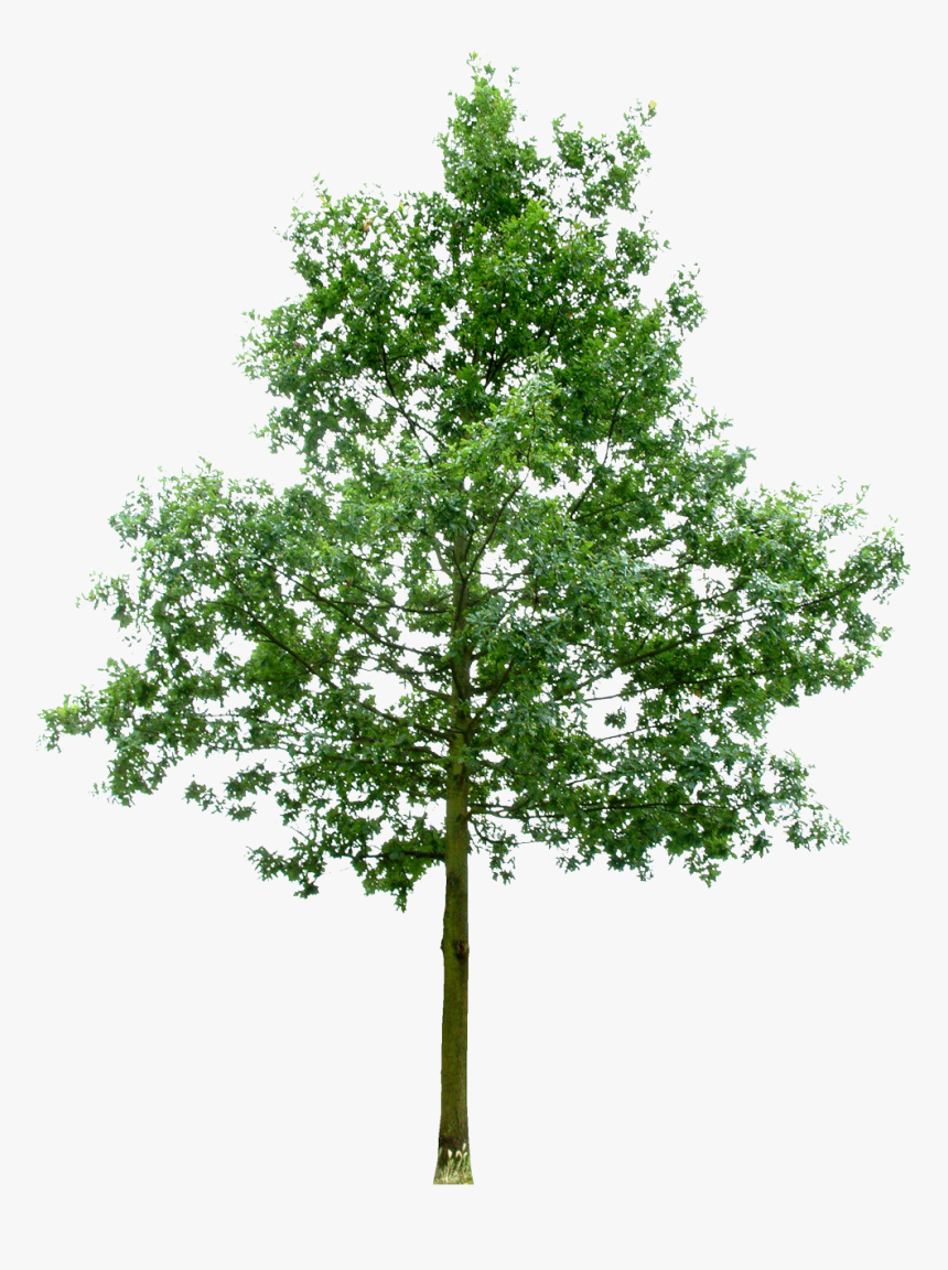 Transparent Live Oak Tree Clipart - Tree Png Live Oak, Png Download, Free Download