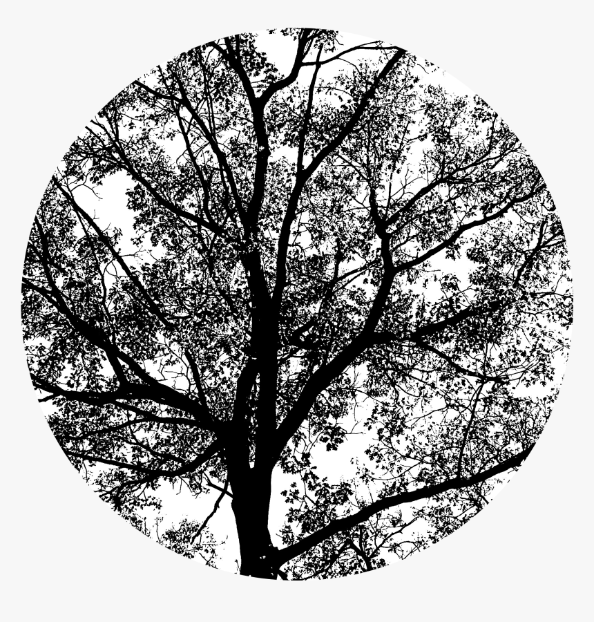 Spring Oak Tree Png - Tax, Transparent Png, Free Download