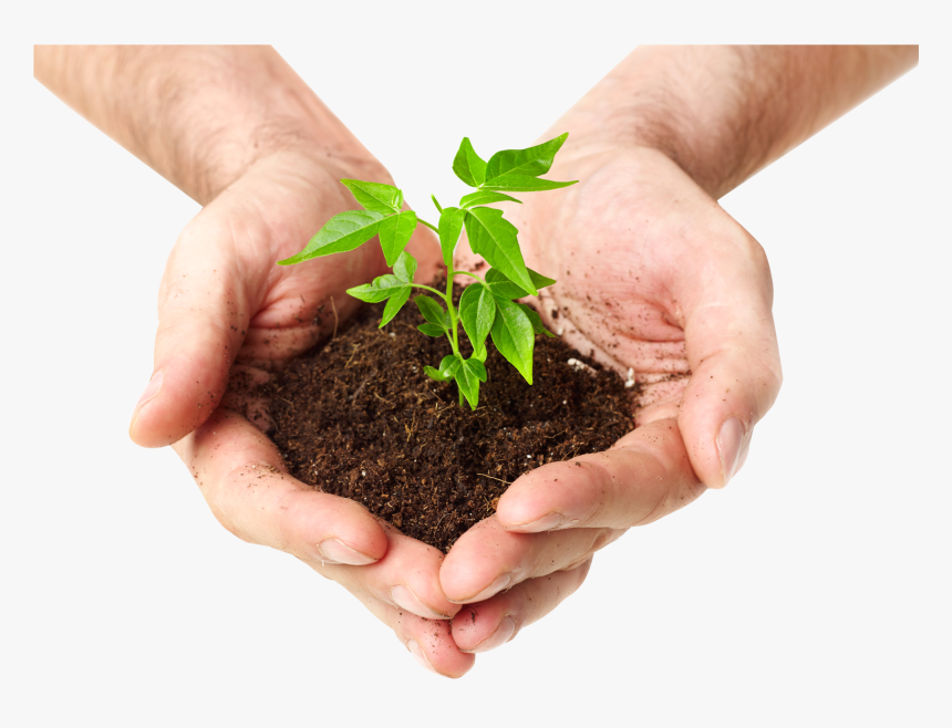Soil In Hand Png - Tree In Hand Png, Transparent Png, Free Download