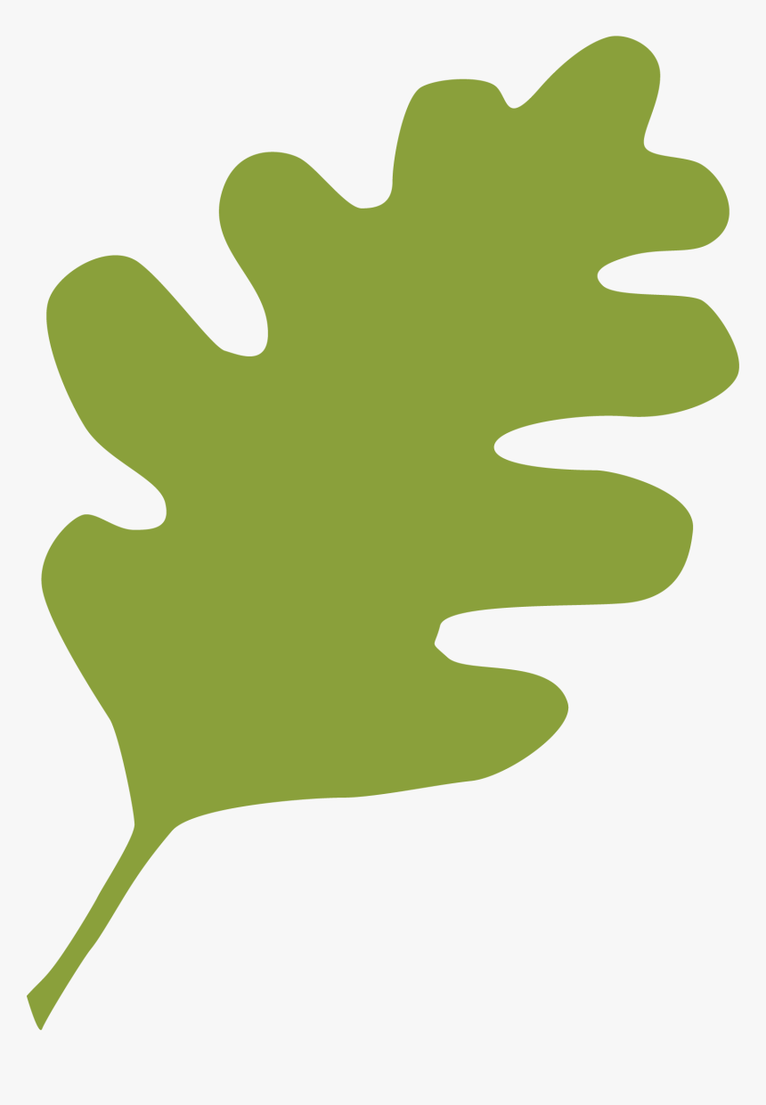 Green Live Oak Leaf - Oak Leaf Transparent, HD Png Download, Free Download